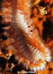 Fire worm @ 16x close up; Crash Boat Aguadilla PR Sea Lif... by Carlos Pérez 